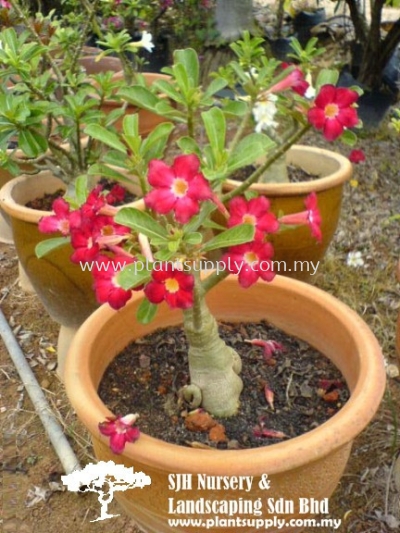 S010201 Adenium Obesum 'Dark Red'