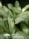 S030301 Dieffenbachia 'Southern Cross' Shrubs