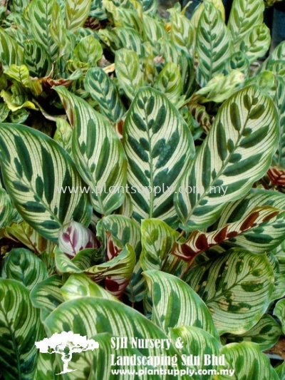 S011004 Calathea Makoyana (Peacock Plant)