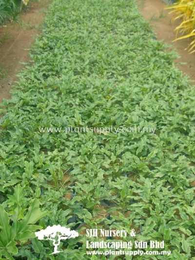 S010104 Acanthus Ebracteatus (Sea Holly)