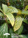 S010303 Aglaonema Hybrid 'Green Yellow' Shrubs