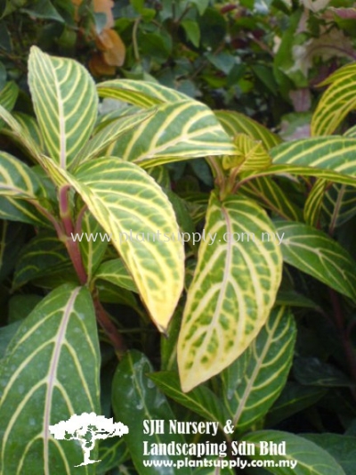 S010303 Aglaonema Hybrid 'Green Yellow'