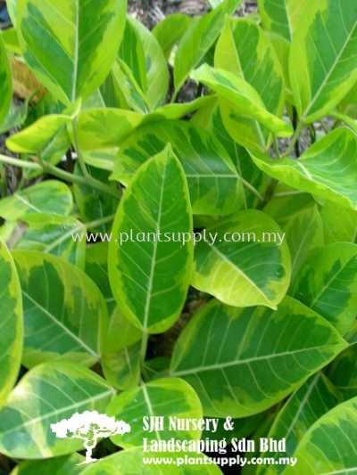 S030901 Ficus Benghalensis (Indian Banyan)