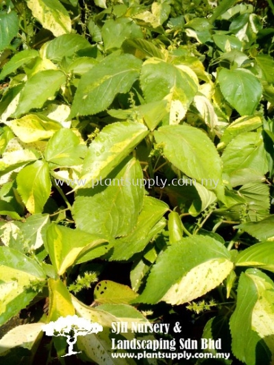 S010103 Acalypha Wilkesiana 'Java White'