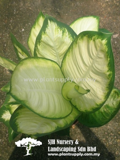 S030205 Dieffenbachia 'Exotica Camilla'