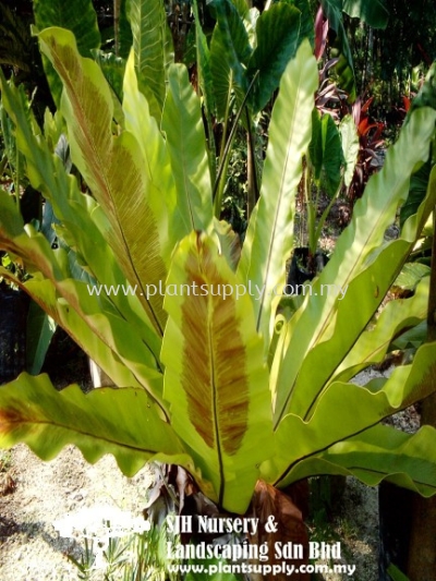 S010703 Asplenium Nidus (Bird Nest Fern)