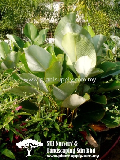 S011002 Calathea Lutea (Big Calathea)