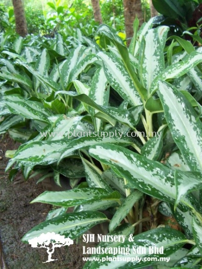 S030204 Dieffenbachia 'Besar Putih'