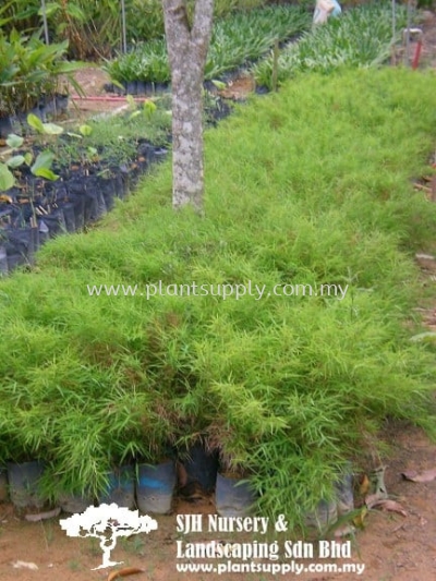 S010802 Bamboo Grass