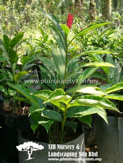 S010503 Alpinia Purpurata (Red Ginger)