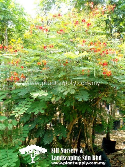 S010901 Caesalpinia Pulcherrima (Peacock Flower)