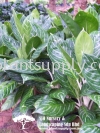 S010305 Aglaonema 'White Stem' Shrubs