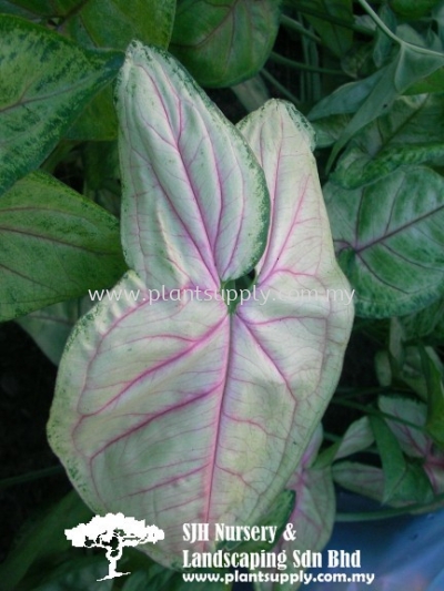 C010805 Sygngonium Anden Rose