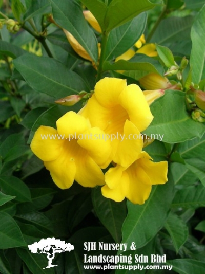 C010103 Allamanda Oenotheraefolia