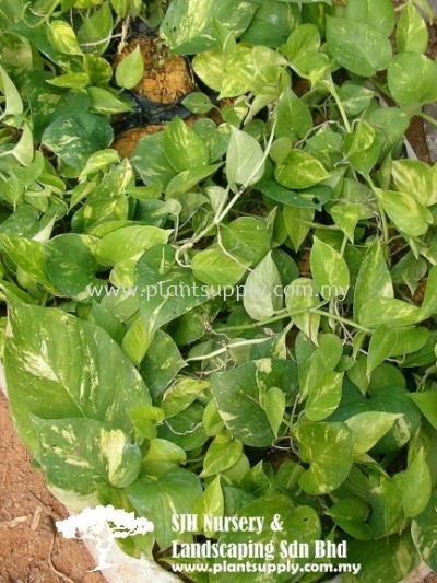 C010502 Epipremnum Aureum (Money Plant)