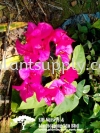 C010205 Bougainvillea Glabra 'Red' Climbers and Ferns