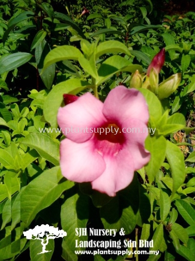 C010101 Allamanda Blanchetti