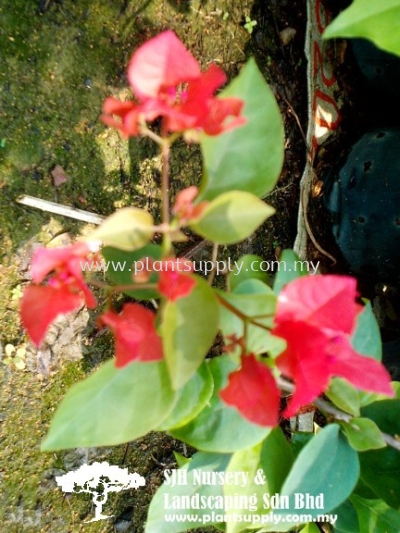 C010204 Bougainvillea Glabra 'Chili Red'