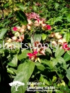 C010405 Clerodendrum Thomsoniae Climbers and Ferns