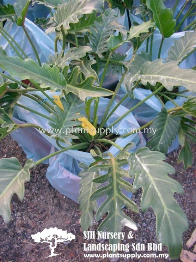 C010705 Philodendron Pluto