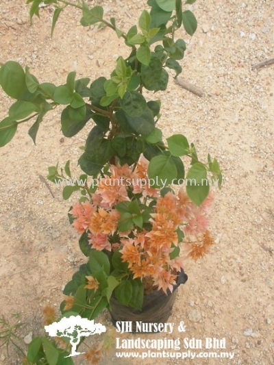 C010403 Bougainvillea X Buttiana 'Mrs McClean'