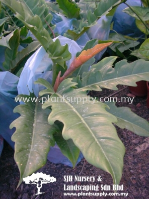 C010704 Philodendron Pesaru