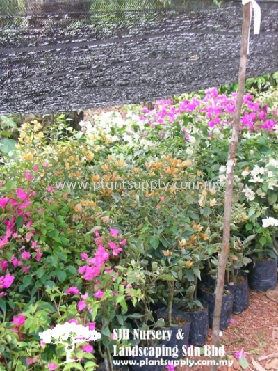 C010302 Bougainvillea Mix