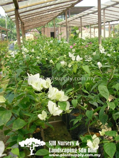 C010401 Bougainvillea 'Singapore White'