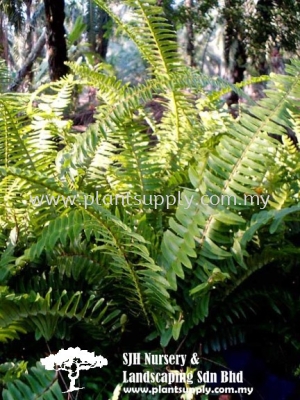 C010603 Nephrolepis Acutifolia