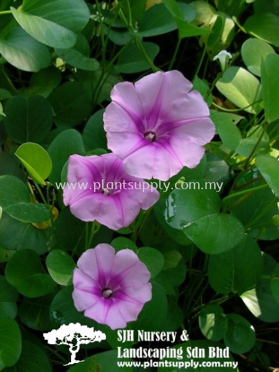 C010505 Ipomoea Pes-Caprae