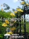 C010102 Allamanda Cathartica Climbers and Ferns