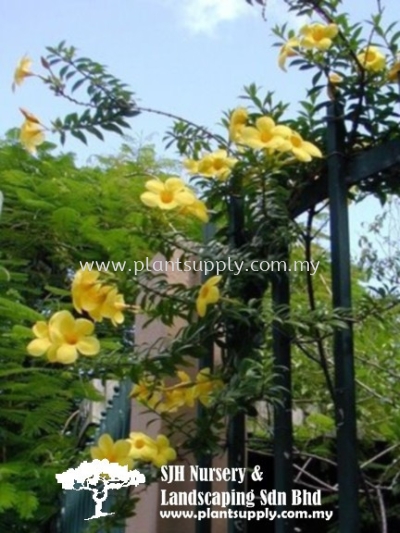 C010102 Allamanda Cathartica