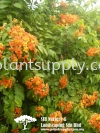 C010105 Bauhinia Kockiana Climbers and Ferns