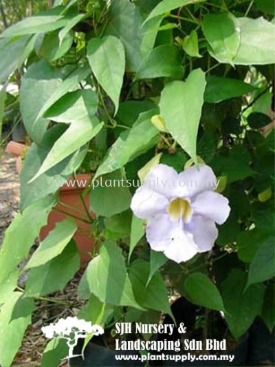 C010901 Thunbergia Laurifolia