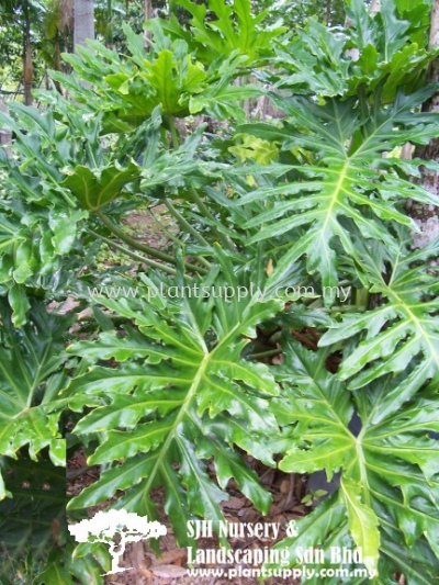 C010801 Philodendron Selloum