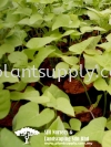 C010504 Ipomoea Batatas 'Yellow' Climbers and Ferns