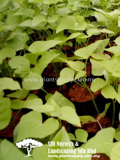 C010504 Ipomoea Batatas 'Yellow'