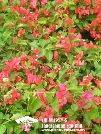 C010202 Bougainvillea 'Chilli Red'