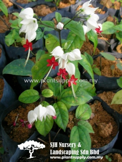 C010404 Clerodendrum Thomsoniae Alba