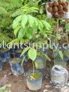 F010104 Duku Langsat Seedling Fruit Seedlings