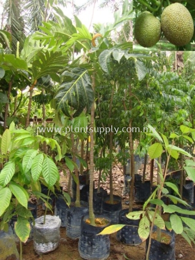 F010101 Breadfruit (Sukun) Seedling