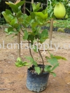 F010402 Pomelo Seedling Fruit Seedlings