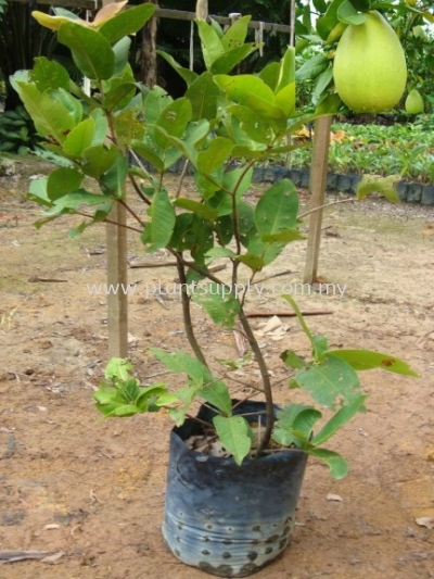 F010402 Pomelo Seedling