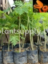 F010305 Papaya Seedling Fruit Seedlings