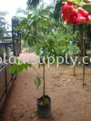 F010404 Water Cherry (Jambu Air) Seedling Fruit Seedlings