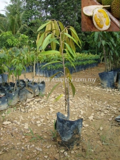 F010203 Durian Musang Seedling