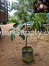 F010304 Mangosteen Seedling Fruit Seedlings