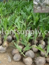 F010102 Coconut Pandan (Kelapa Pandan) Seedling Fruit Seedlings