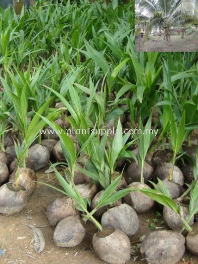 F010102 Coconut Pandan (Kelapa Pandan) Seedling