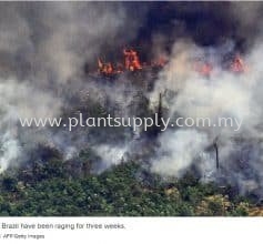 Amazon forest is on fires